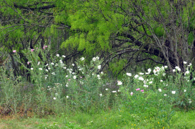 44cooks_070pricklypoppy.jpg