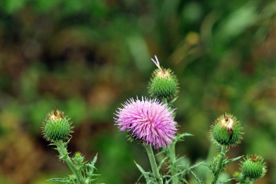44cooks_072clover.jpg