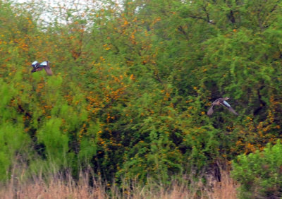 45cooks_007bluewinged.jpg
