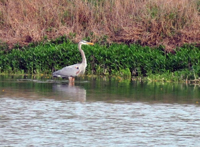 45cooks_024greatblueheron.jpg