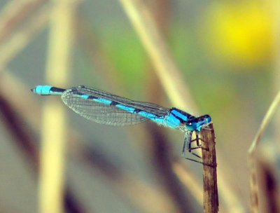 45cooks_036familiarbluet.jpg