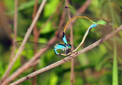 45cooks_038forktail.jpg