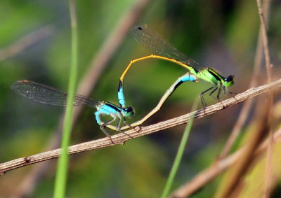 45cooks_041forktails.jpg