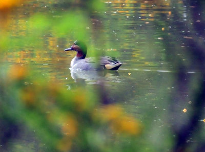 45cooks_084greenwingedteal.jpg