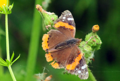 45cooks_117redadmiral.jpg