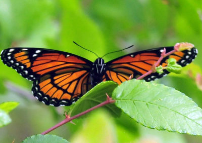 45cooks_119viceroy.jpg