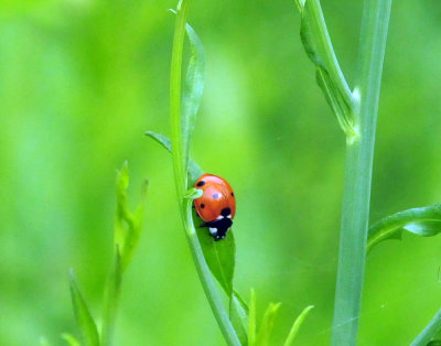 45cooks_133ladybug.jpg