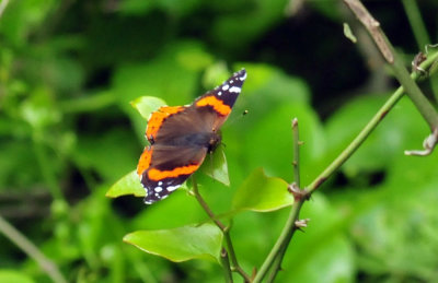 45cooks_162redadmiral.jpg