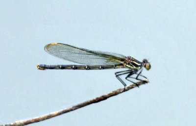 45cooks_194americanrubyspot.jpg