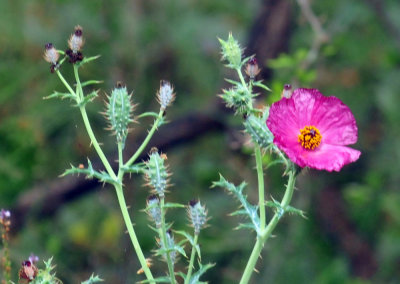 45cooks_233pricklypoppy.jpg