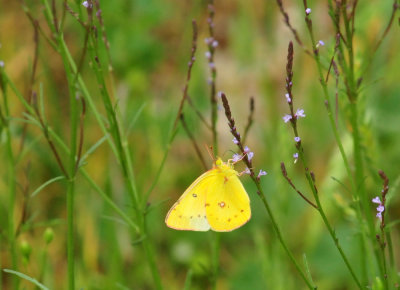 45cooks_234orangesulphur.jpg