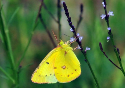 45cooks_237orangesulphur_on_verbena.jpg