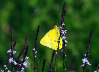 45cooks_253orangesulphur.jpg