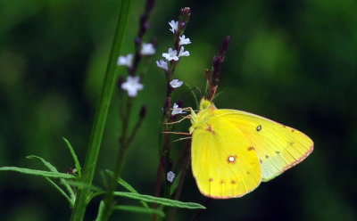 45cooks_259orangesulphur.jpg