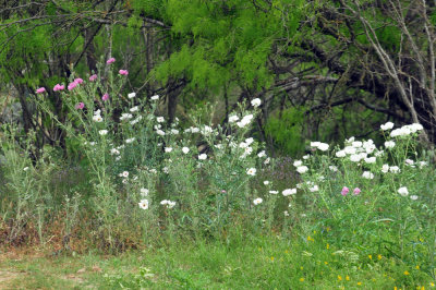 45cooks_260pricklypoppy.jpg