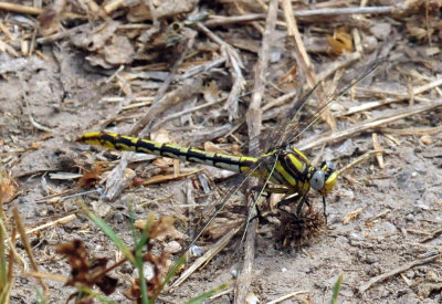 45cooks_262sulphurtippedclubtail.jpg