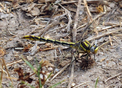 45cooks_267sulphurtippedclubtail.jpg