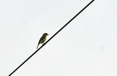 46cooks_006whiteeyedvireo.jpg