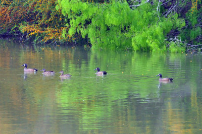 46cooks_014bluewingedteal.jpg