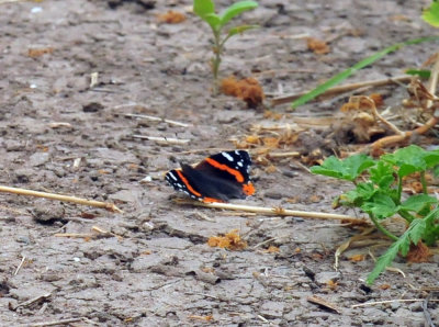 46cooks_019redadmiral.jpg