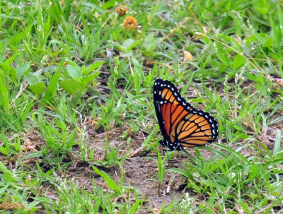 46cooks_021viceroy.jpg