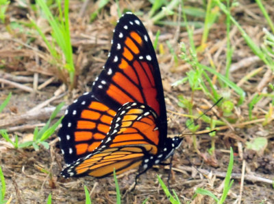 46cooks_024viceroy.jpg
