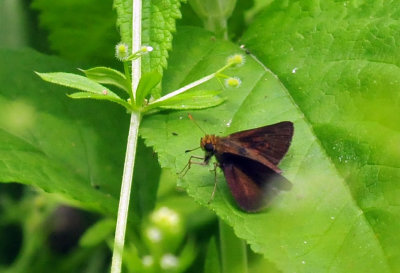 46cooks_030cloudedskipper.jpg