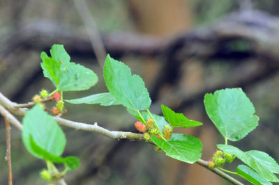 46cooks_032mulberry.jpg