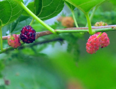 46cooks_034mulberry.jpg