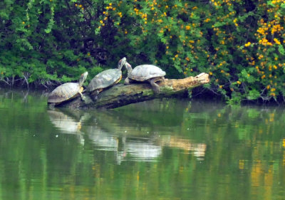 46cooks_036redearedslider.jpg