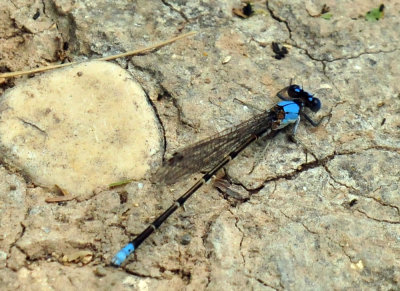 46cooks_038bluefronteddasher.jpg