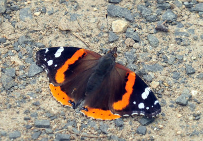 46cooks_042redadmiral.jpg