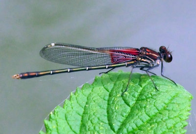 46cooks_060americanrubyspot.jpg