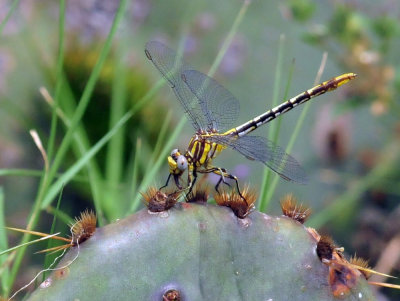 46cooks_111sulphurtippedclubtail.jpg