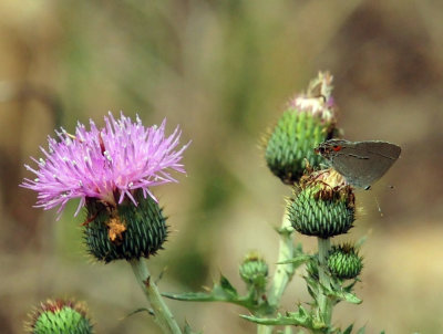 46cooks_126grayhairstreakthistle.jpg