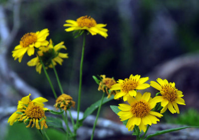 46cooks_151cowpendaisies.jpg
