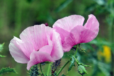46cooks_153pricklypoppy.jpg