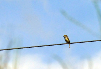 47cooks_001whiteeyedvireo.jpg
