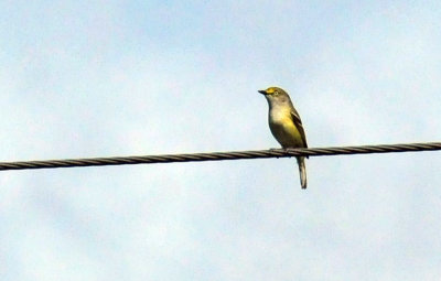 47cooks_004whiteeyedvireo.jpg