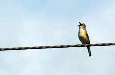 47cooks_007whiteeyedvireo.jpg