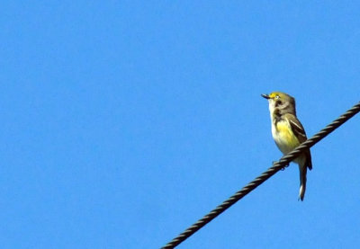 47cooks_012whiteeyedvireo.jpg