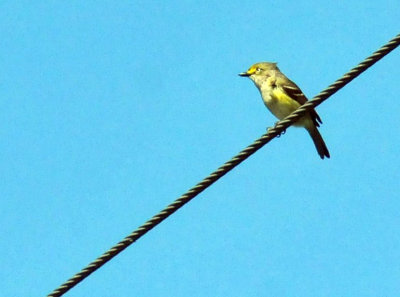 47cooks_016whiteeyedvireo.jpg