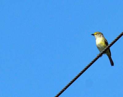 47cooks_017whiteeyedvireo.jpg