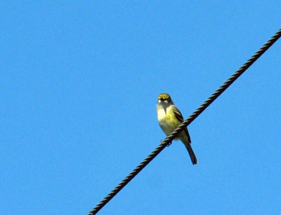 47cooks_018whiteeyedvireo.jpg