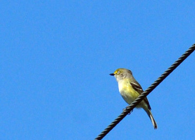 47cooks_019whiteeyedvireo.jpg