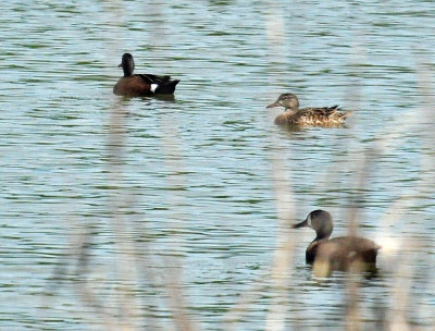47cooks_026bluewingedteal.jpg
