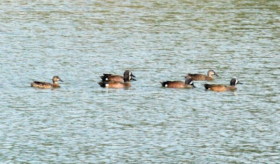 47cooks_031bluewingedteal.jpg