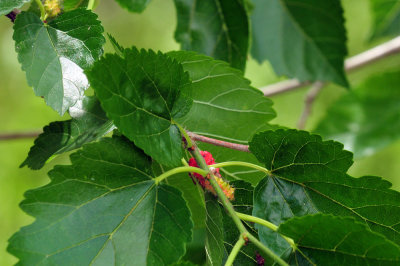 47cooks_049mulberry.jpg