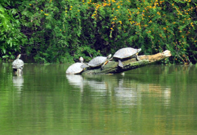 47cooks_052redearedslider.jpg
