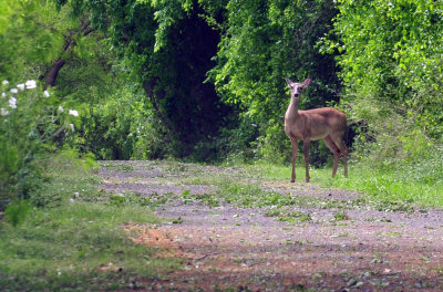 47cooks_056whitetaileddeer.jpg